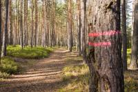 A přece těžby v NPR Břehyně-Pecopala nebudou!